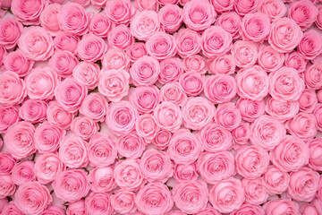 Dense vibrant arrangement of pastel pink roses in full bloom