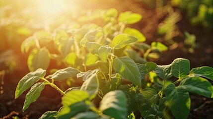 Soybeans sprout in field at sunset, agriculture.