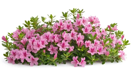 Fotobehang Pink Azalea Flowers Bush Blooming Abundantly © irawan