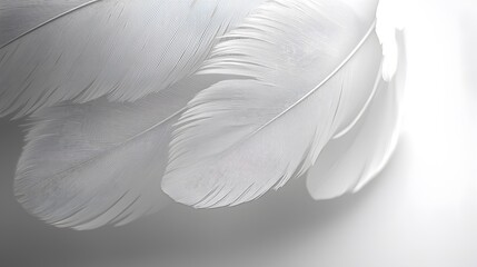 Gentle Movement of White Feathers Minimalist Setting Nature Photography Soft Light Close-up Perspective Serenity Concept