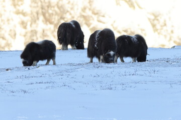 Wild Musk Ox in winter, mountains in Norway, Dovrefjell national park