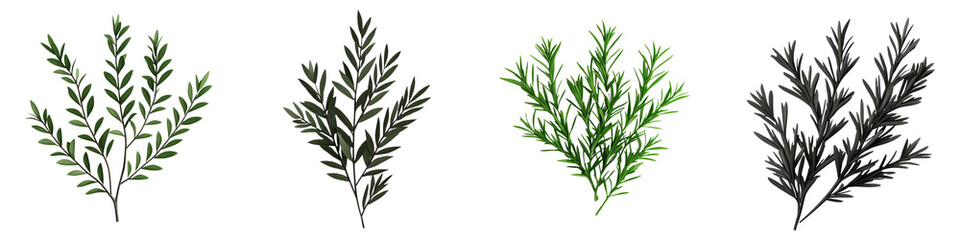 Fototapeta premium 3D image of rosemary sprigs showcasing intricate needle like leaves, perfect for culinary or decorative use