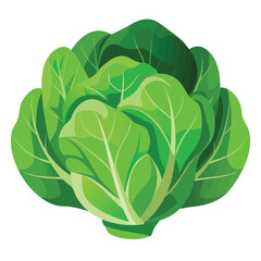 illustration of a cabbage