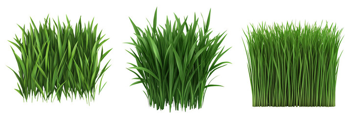 Lush green barley grass in vibrant shades, perfect for natural landscapes