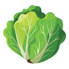 illustration of a green cabbage
