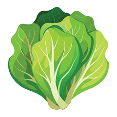 cabbage isolated on white background