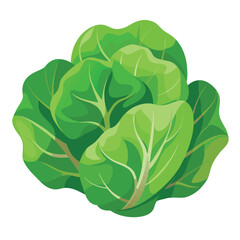 cabbage isolated on white background