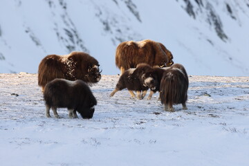 Wild Musk Ox in winter, mountains in Norway, Dovrefjell national park