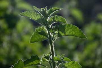 Obraz premium A close up of vibrant green plant , plant has tall slender stem covers in fine hairs. The background is blurred, creating a soft, dreamy effect.