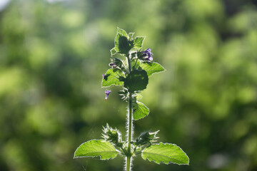 A close up of vibrant green plant with several small, delicate purple flowers blooming's plant has tall slender stem covers in fine hairs. The background is blurred, creating a soft, dreamy effect.