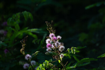 A vibrant delicate cluster of pink flowers against a blurred background. 