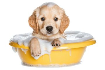playful golden retriever puppy enjoying bubbly bath in yellow tub