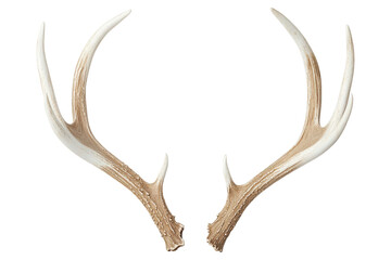 Symmetrical deer antlers with bleached finish, showcasing intricate details