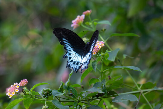 The beautiful Papilo polymnestor butterfly with predominantly black wings adorned with a striking pattern of white and blue spot is perched on a vibrant pink flower with lush green foliage background.