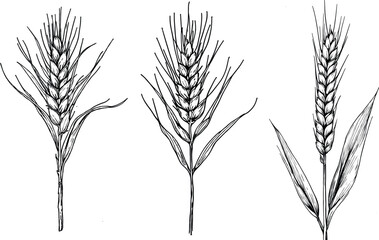 Detailed hand-drawn vintage engraving-style line work vector illustration of oat stalks