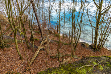 Obraz premium Fire pits in the forest on the coast in Gdynia, military monuments, artillery positions, historical places from World War II