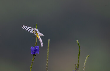 The beautiful, vibrant delias eucharis butterfly with its vibrant white, yellow and red wings spread wide as it hovers near a cluster of desiccate blue flowers, it appear to be in mid flight.