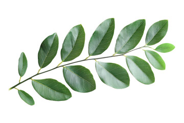 Naklejka premium Vibrant Green Canopy Leaves Isolated on a transparent Background for Natural Design Projects