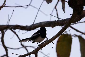 The magpie or Oriental magpie robin (English: Oriental magpie robin, scientific name: Copsychus saularis) is a type of bird that eats insects. It is not very large, about 18-20 centimeters long...