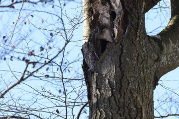 Tawny Owl or Brown Owl (Strix Aluco) sitting on the tree in the forestTawny Owl or Brown Owl (Strix Aluco) sitting on the tree in the forest