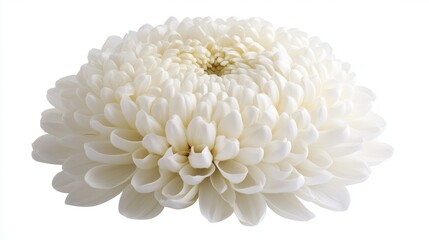 Elegant White Flower Arrangement with Delicate Petals and Texture