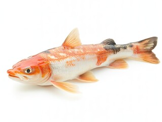 Koi fish isolated on white background; aquarium pet.