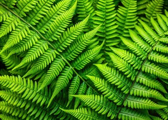 Vibrant Green Fern Leaves Background - Natural Texture Food Photography