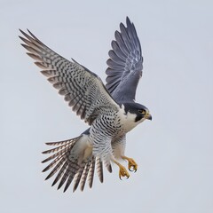 Obraz premium Peregrine Falcon in Flight with Detailed Plumage.