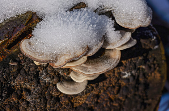 Birkenbl&auml;ttling (LENZITES BETULINUS) mit Eiskristallhaube