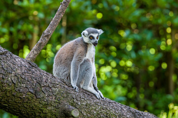 The long-tailed macaques in the forest.