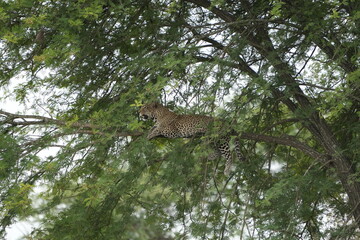 portrait of a leopard lying in a tree in the serengeti national park tanzania, portrait wallpaper background (Panthera pardus pardus)