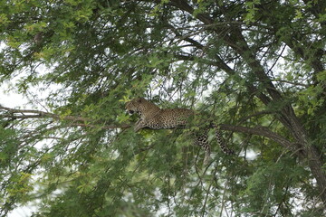 portrait of a leopard lying in a tree in the serengeti national park tanzania, portrait wallpaper background (Panthera pardus pardus)