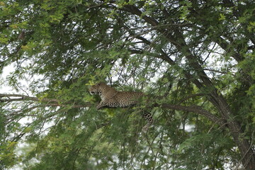 portrait of a leopard lying in a tree in the serengeti national park tanzania, portrait wallpaper background (Panthera pardus pardus)