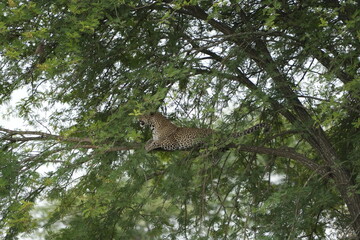 portrait of a leopard lying in a tree in the serengeti national park tanzania, portrait wallpaper...