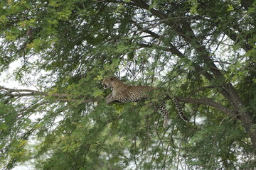 portrait of a leopard lying in a tree in the serengeti national park tanzania, portrait wallpaper background (Panthera pardus pardus)