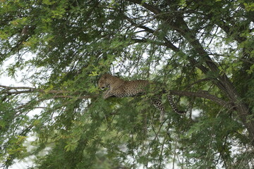 portrait of a leopard lying in a tree in the serengeti national park tanzania, portrait wallpaper background (Panthera pardus pardus)
