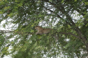 Leopard Resting Gracefully on Tree Branch in Serengeti National Park, Tanzania