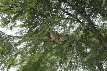 Leopard Resting Gracefully on Tree Branch in Serengeti National Park, Tanzania