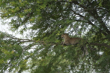 Leopard Resting Gracefully on Tree Branch in Serengeti National Park, Tanzania