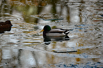 Stockente (Anas platyrhynchos) schwimmt zwischen Eisschollen