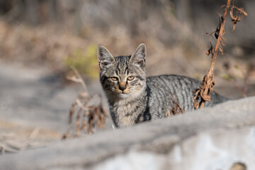 Naklejka premium 路地に住む可愛い野良猫 