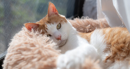 Fototapeta premium 窓辺でくつろぐ可愛い猫 茶トラ白