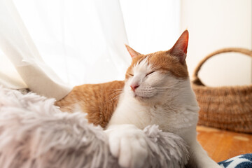 窓辺でくつろぐ可愛い猫　茶トラ白