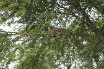 leopard resting and chilling in the tree in the serengeti national park tanzania