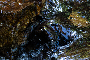 Obraz premium 湿原の森を流れる小さな小川