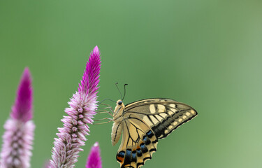 花の蜜を吸うアゲハチョウ