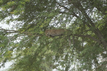 leopard resting and chilling in the tree in the serengeti national park tanzania