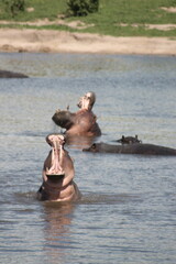 Fototapeta premium Hoppo hippopotamus in the river opening his mouth big wide open