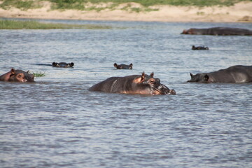 Fototapeta premium a lot of hippos floating in the lake in the sun hiding