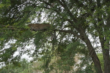 leopard resting and chilling in the tree in the serengeti national park tanzania